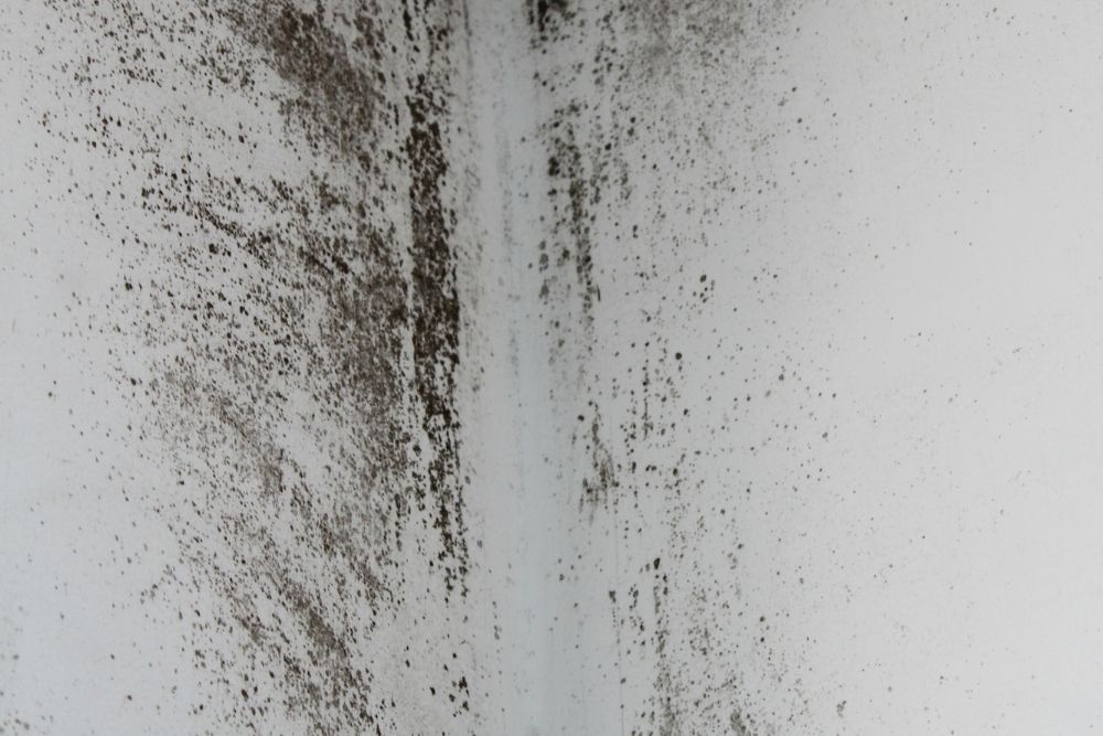 Attic Mold Remediation