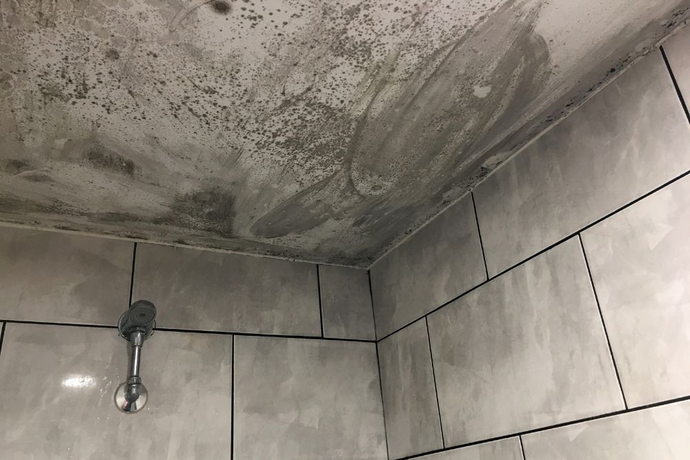 Bathroom Mold Cleanup
