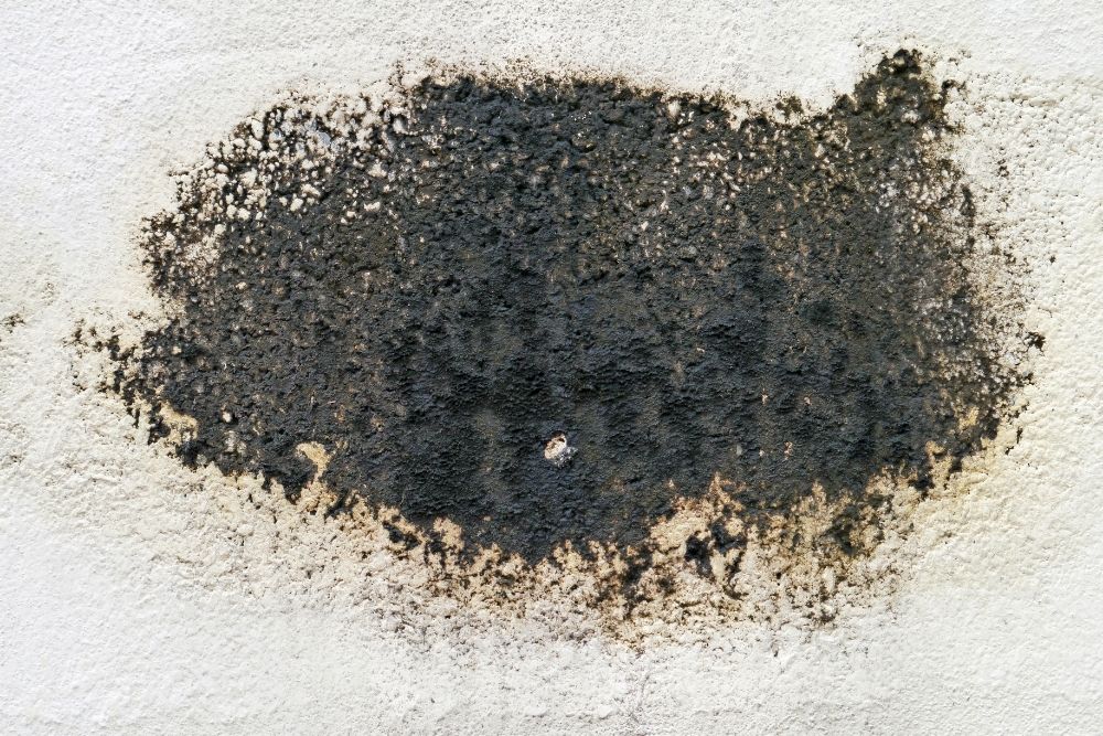 Black Mold Removal