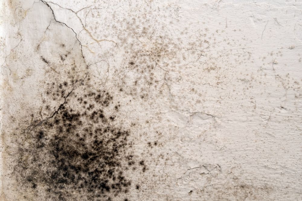 Commercial Mold Remediation