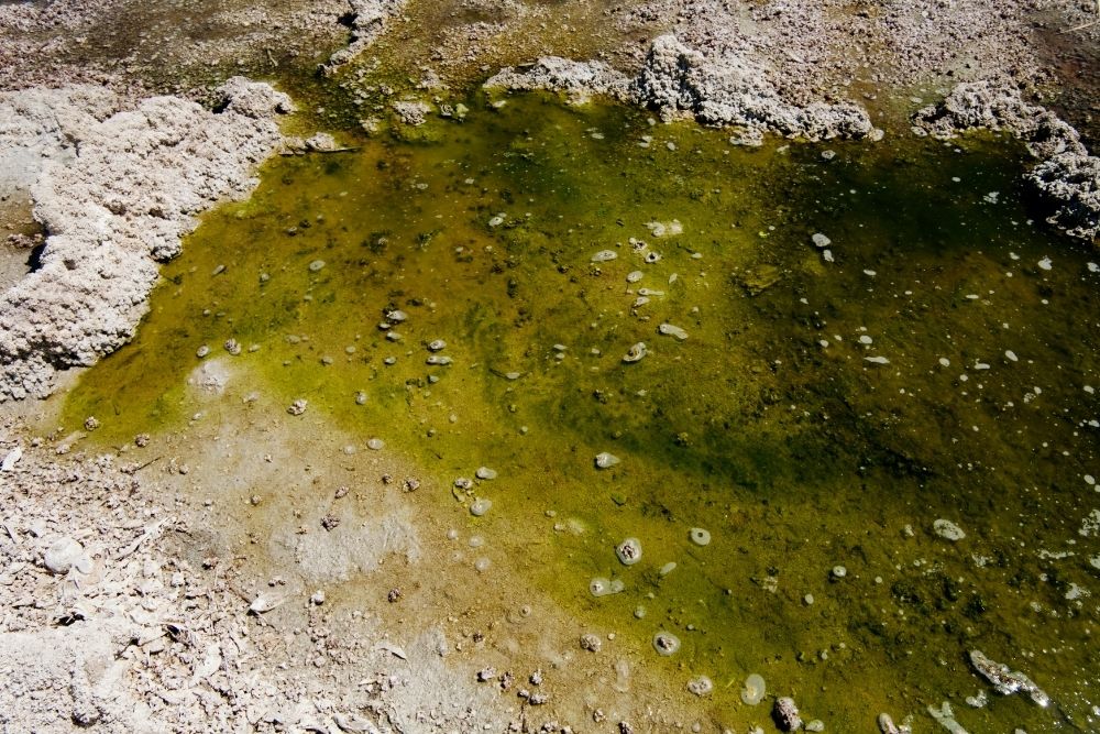 Contaminated Water Removal