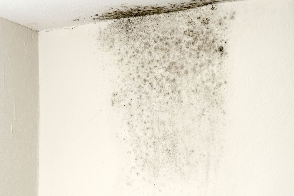 Crawlspace Mold Removal