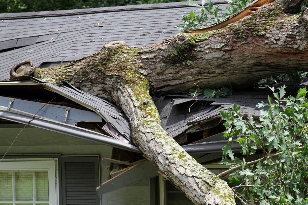 Fallen Tree Damage Cleanup