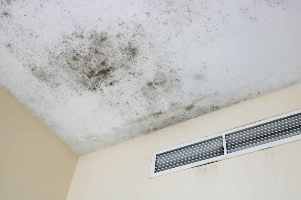 Industrial Mold Remediation