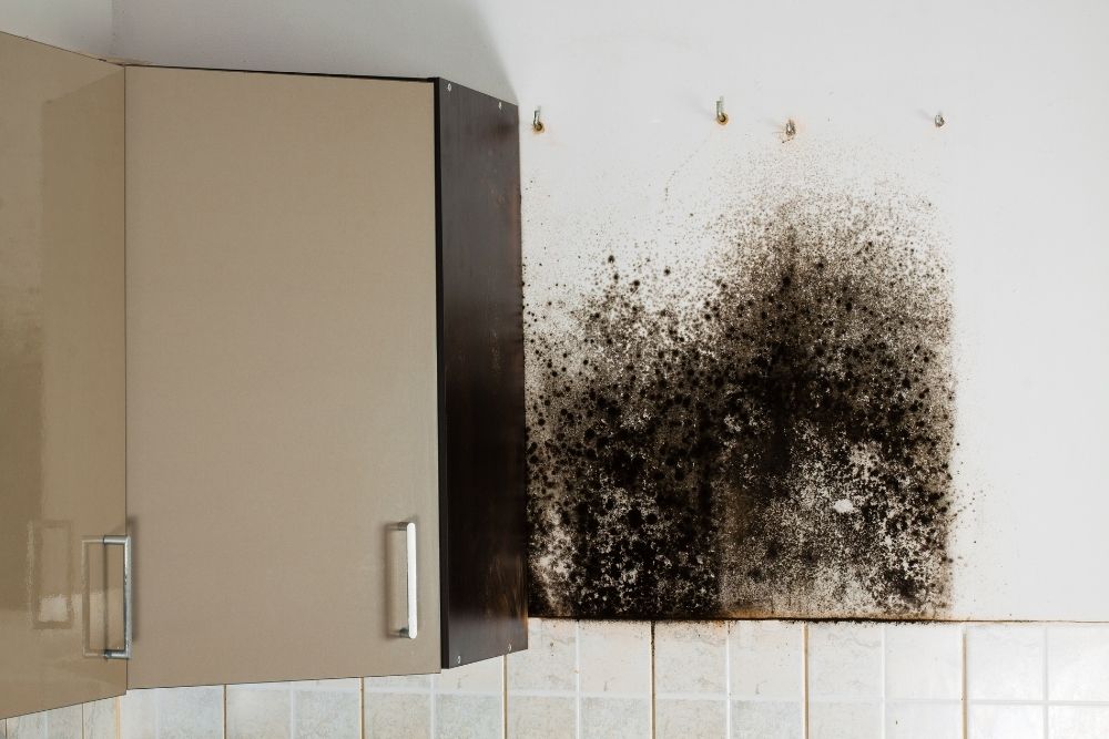 Kitchen Mold Removal