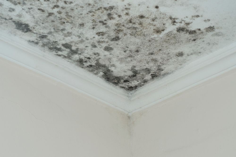Mold Inspection Services