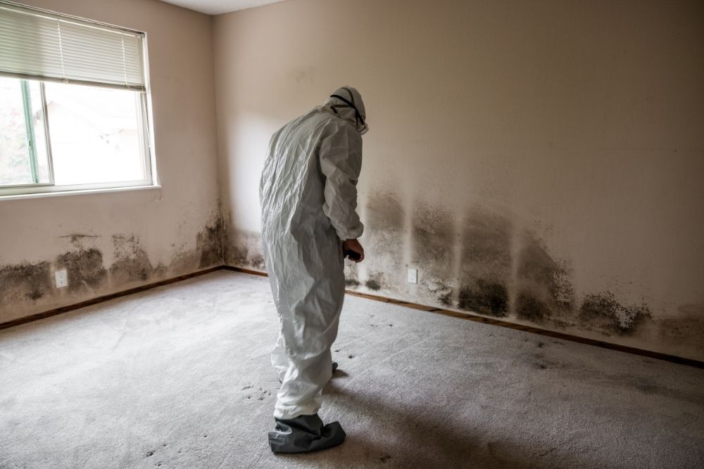 Mold Remediation