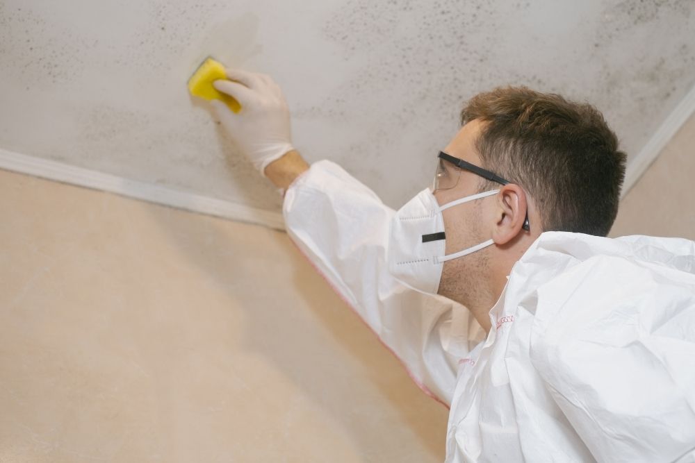 Mold Testing Services