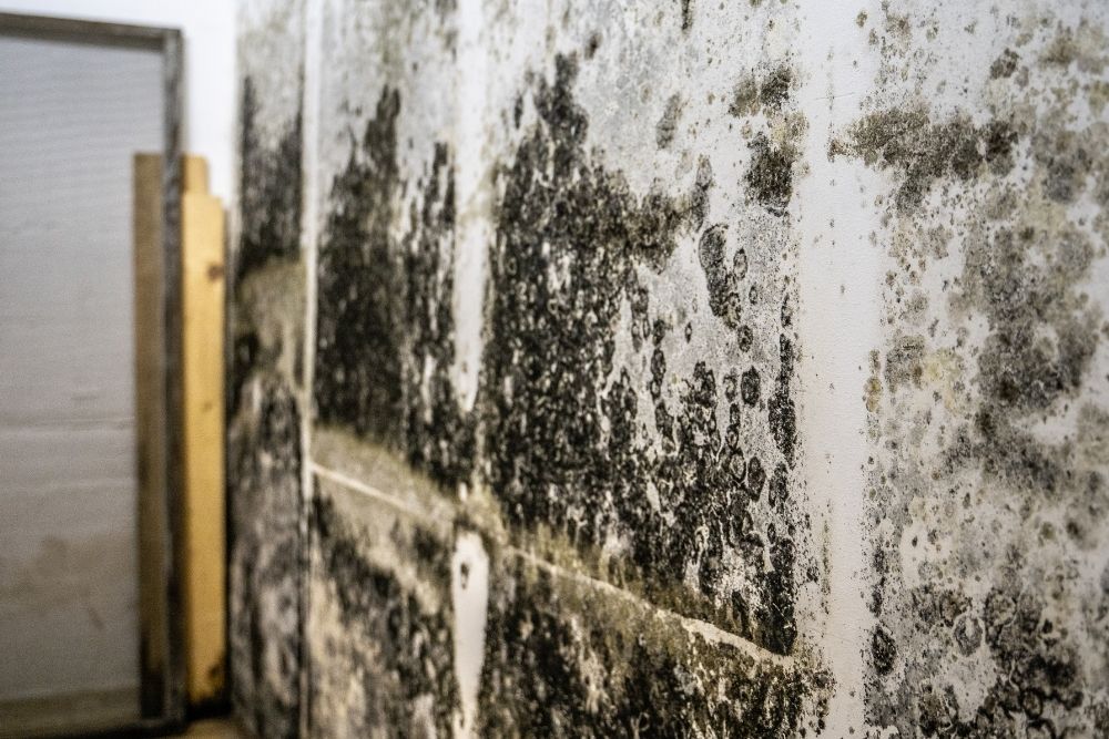 Toxic Mold Removal