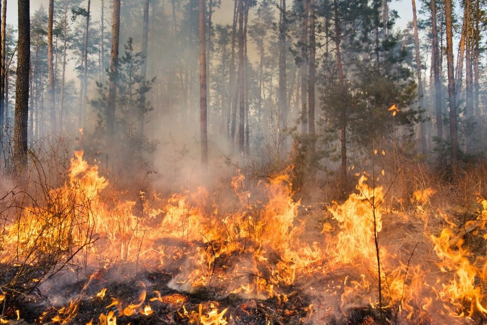 Wildfire Smoke Damage